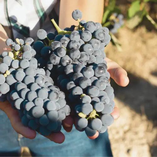 Cosa vuol dire per noi sostenibilità: il nostro impegno per l’ambiente - Barò Cosmetics