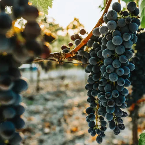 L'efficacia dei Polifenoli d’Uva Bio coltivata a Barolo - Barò Cosmetics